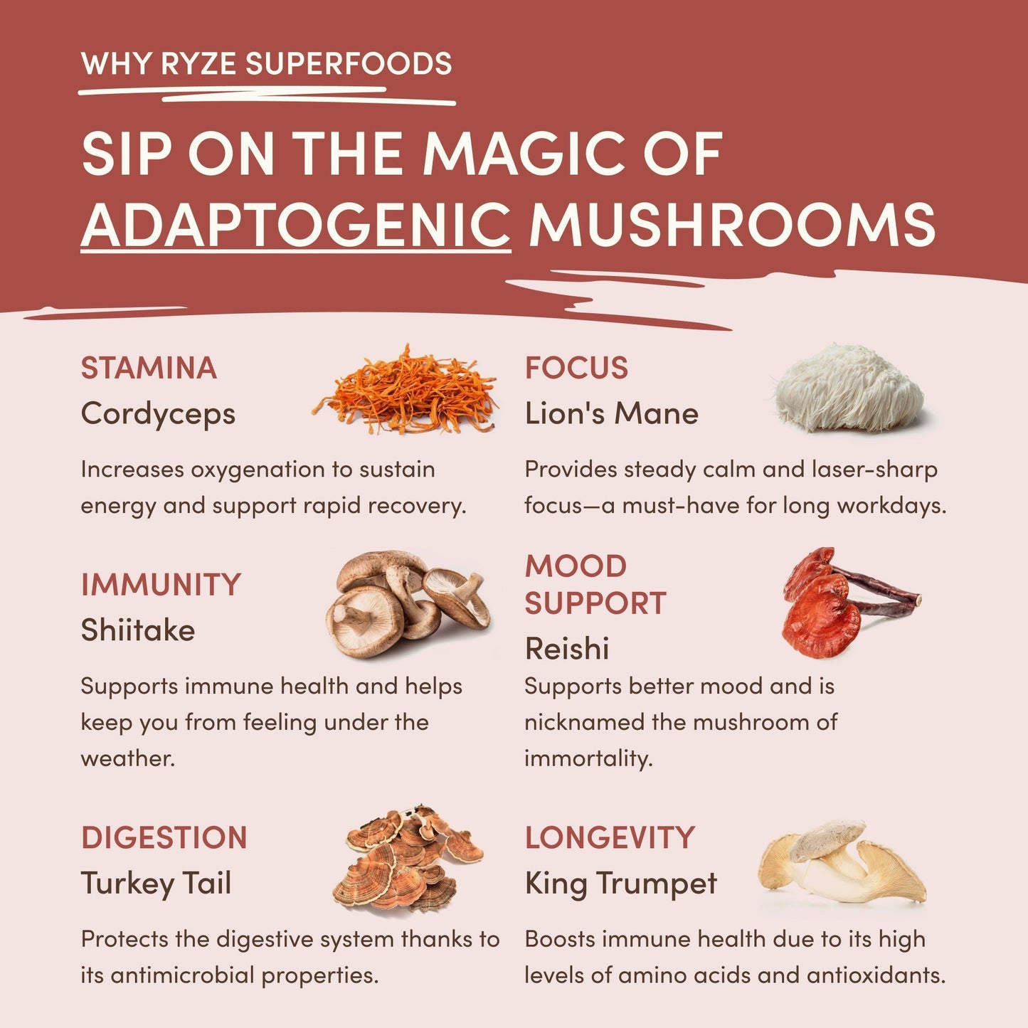 Mushroom Chicory - Select MG6694