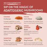 Mushroom Chai - Select MG7042
