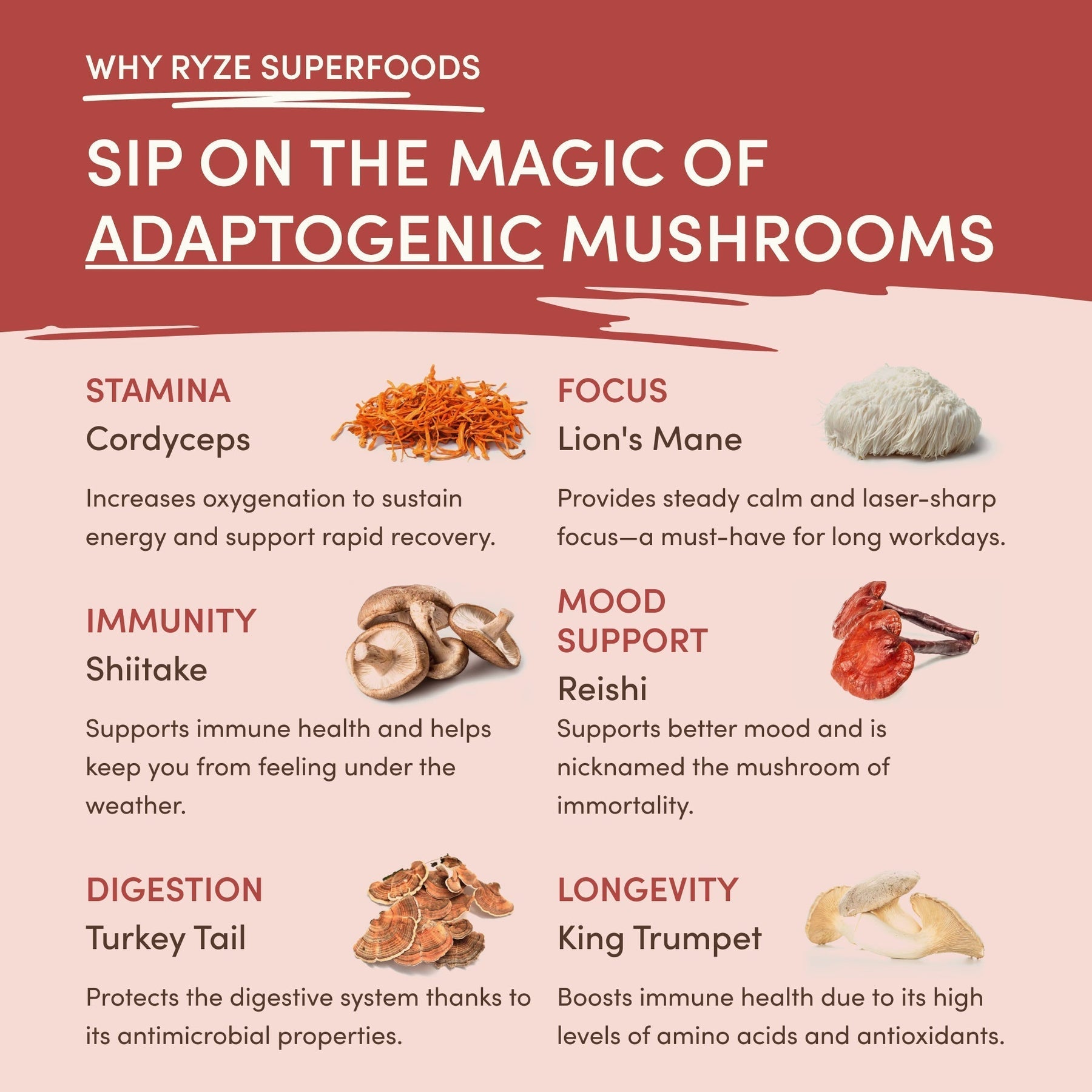 Mushroom Chai - Select MG7042